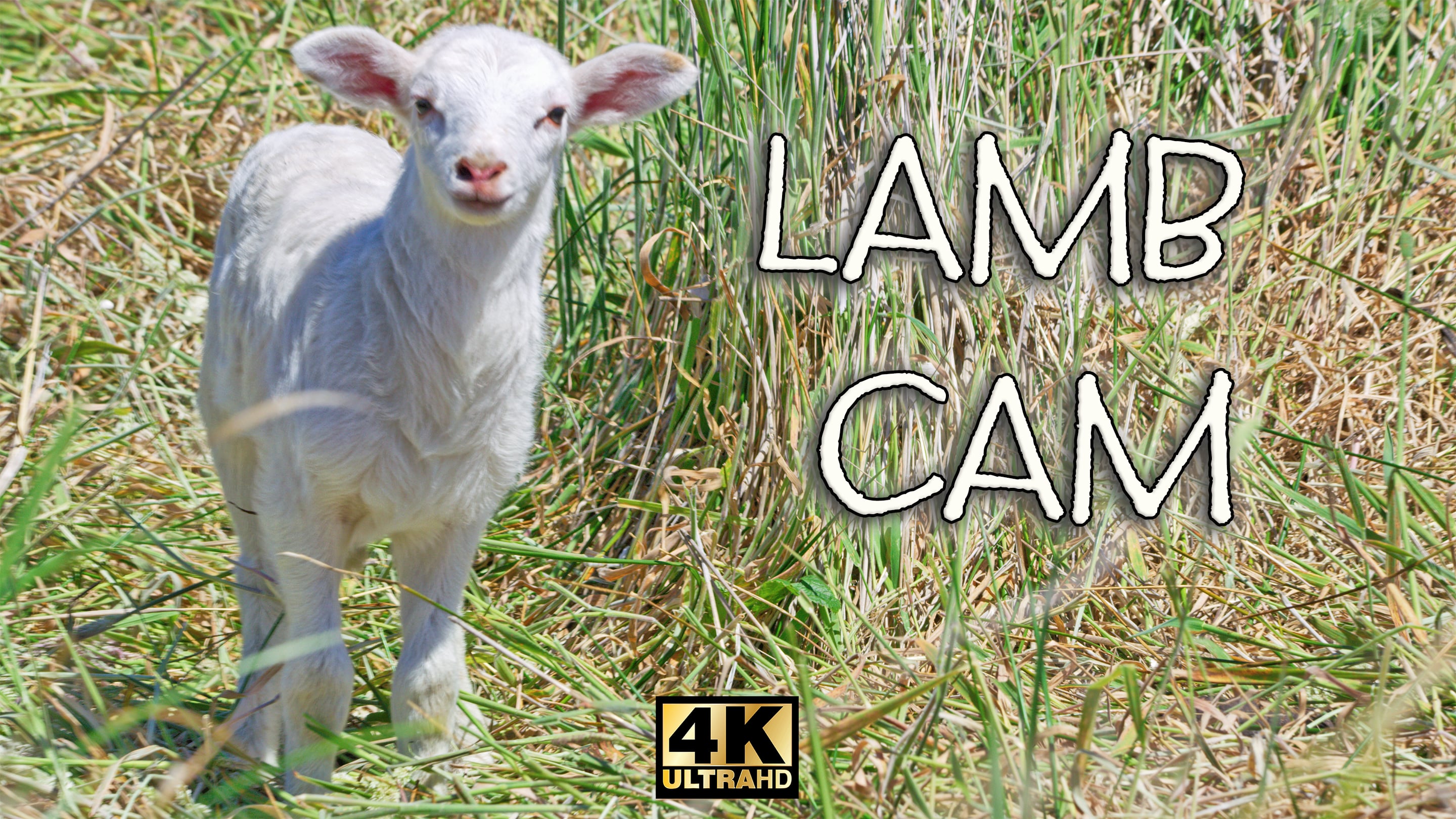 Preview of  LambCam