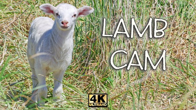 Preview of  LambCam