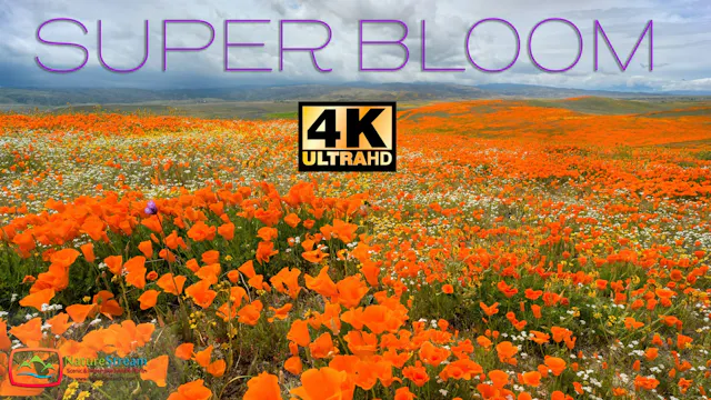 Superbloom