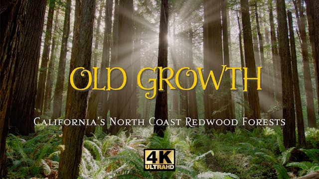 Old Growth Forests Nature Relaxation Film