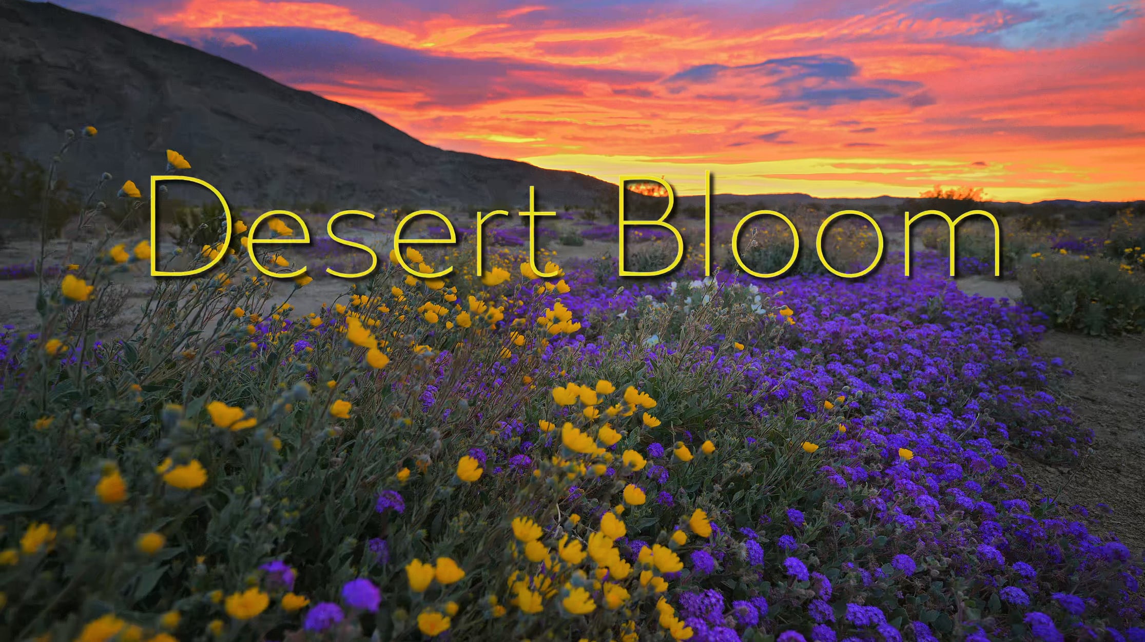 Desert Bloom