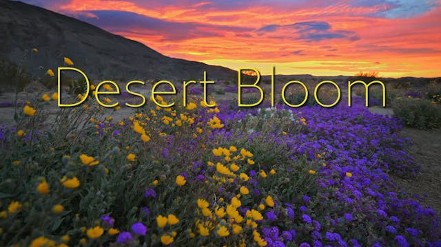 Desert Bloom