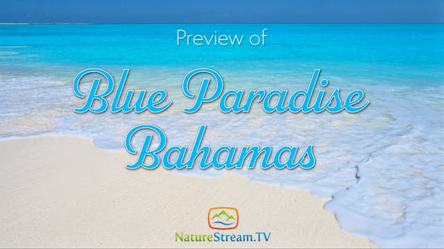 Preview for Blue Paradise Bahamas
