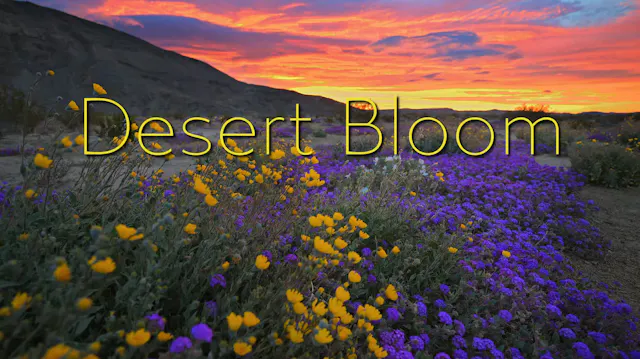 Desert Bloom.mov