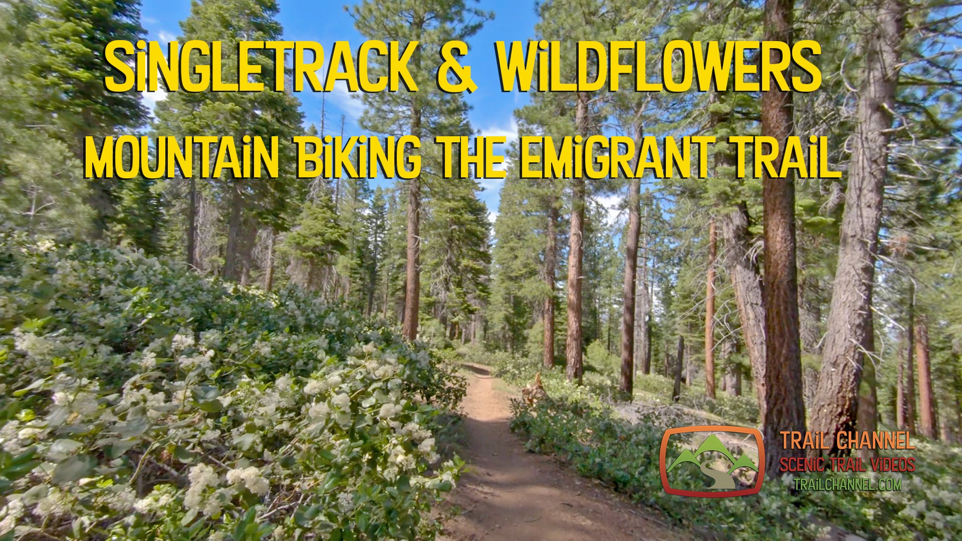 Singletrack & Wildflowers