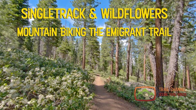 Singletrack & Wildflowers