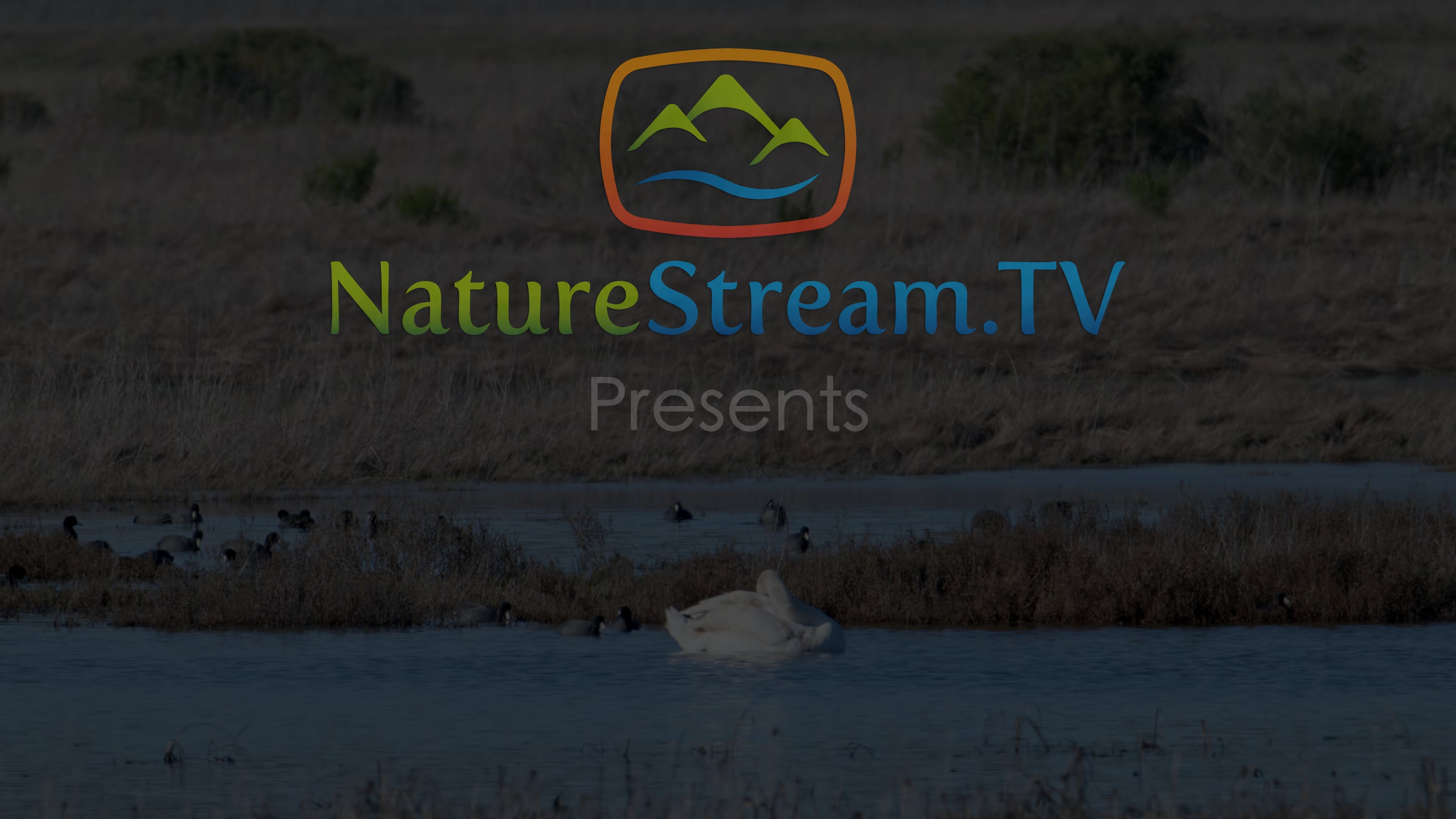 Preview for Morning at the Marsh