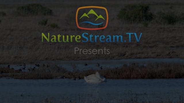 Preview for Morning at the Marsh