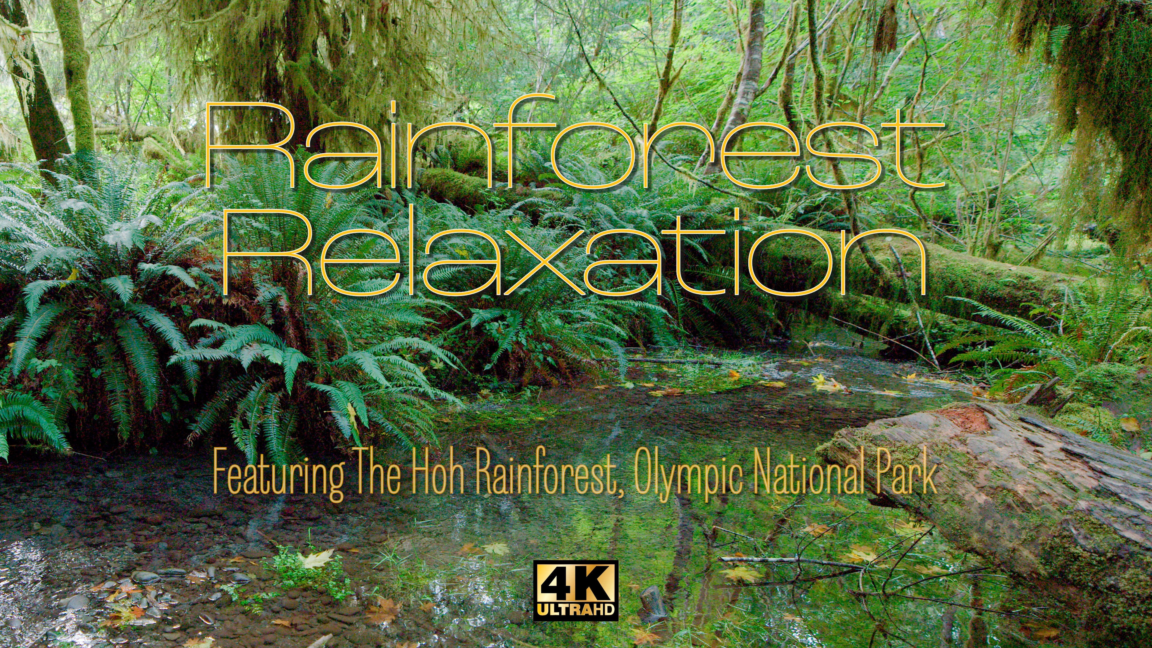 Rainforest Relaxation: Hoh Rainforest 4K Preview
