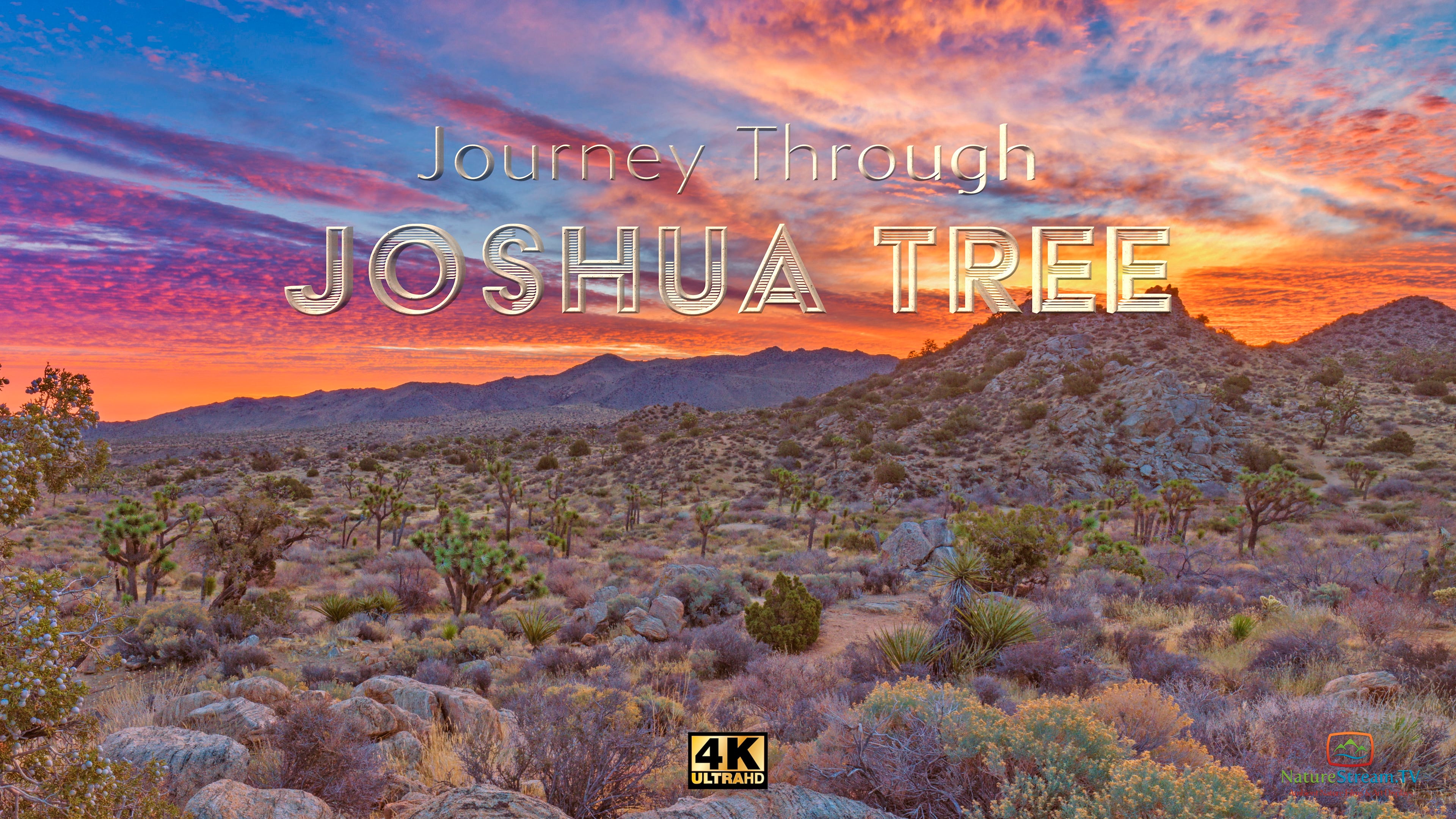 Journey Through Joshua Tree