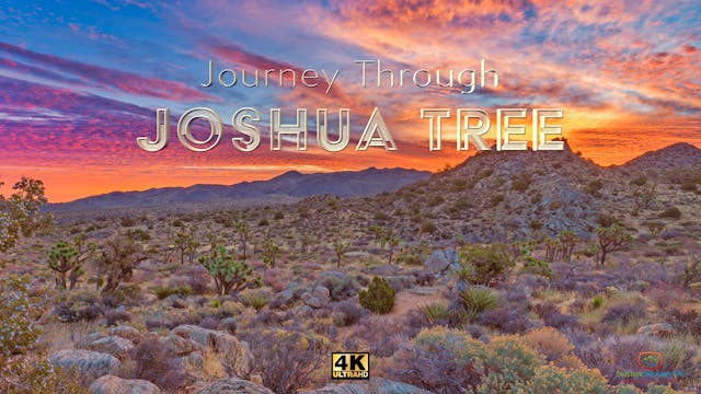 Journey Through Joshua Tree