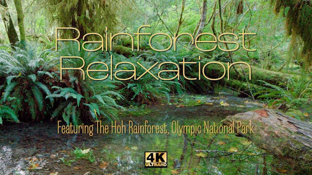 Rainforest Relaxation