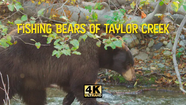 Fishing Bears of Taylor Creek