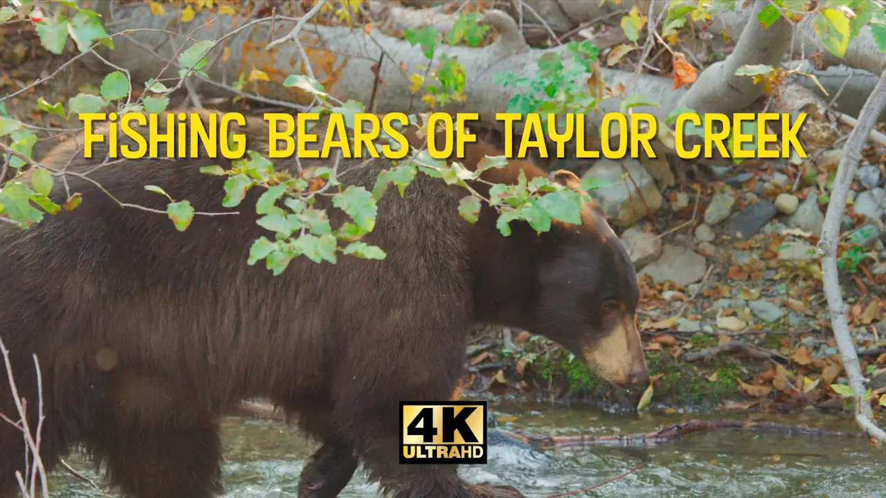Fishing Bears of Taylor Creek
