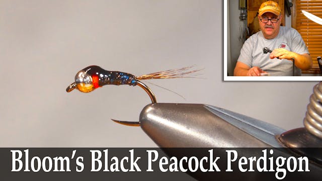 Bloom's Black Peacock Perdigon - Dave...