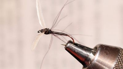 Dean Reiner: Hackle Stem Crane Fly