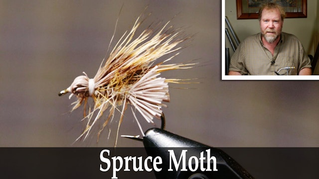 Jacklin's Spruce Moth - Matt Wilhelm