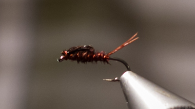 Steve Potter: Sawyer Nymph