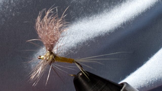 Hareline Peacock Sword: Fly Tying Feathers Supplies Materials