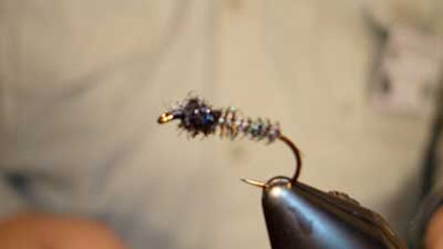 Kieran Frye: KC's Peacock