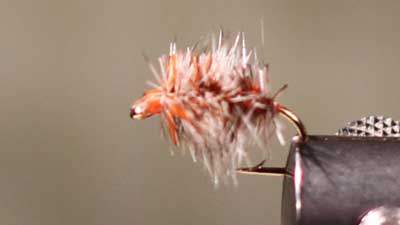 Dave Bloom: The Buzzball