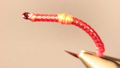 Willy Self: Willy's Larva Lace Worm