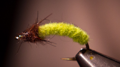 Gordon Cordova: Green Caddis Rockworm