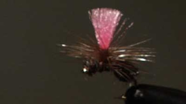 Dave Bloom: Bloom's Black Parachute Ant
