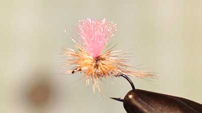 Dave Bloom: Bloom's Rusty Flying Ant