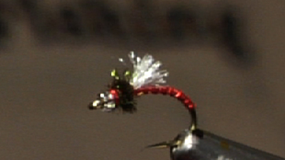 Gordon Cordova: Blood Midge