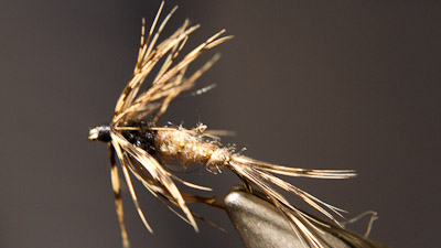 Willy Self: Willy's Sharptail Rabbit