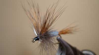 Dave McKee: Hairwing Calibaetis