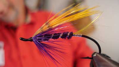 Kenly Bitton: Golden Purple