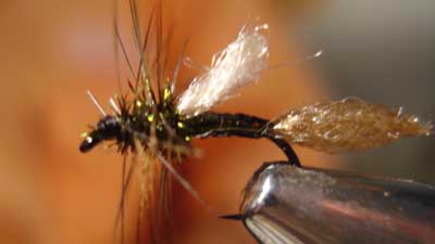 Chris Williams: Flash Midge Emerger