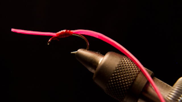 Willy Self: T-Rex Worm