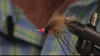 Dave McKee: Caicos Critter