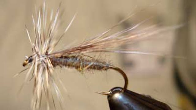 Kieran Frye: KC's Stonefly