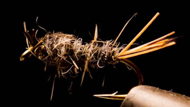 Doug McKnight: Calibaetis Nymph