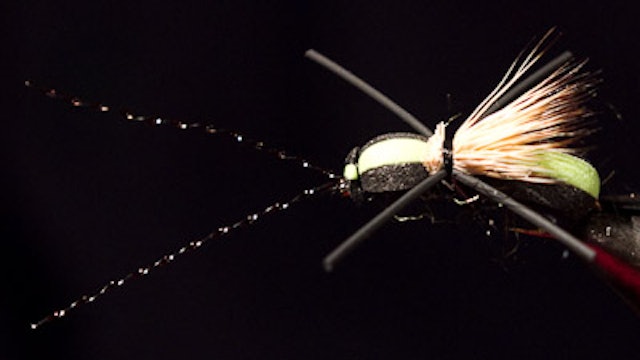 Dave McKee: Long Horned Beetle