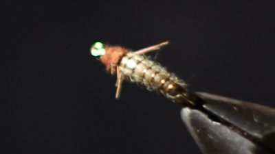 Rick Wollum: Ricks Rhycophilia