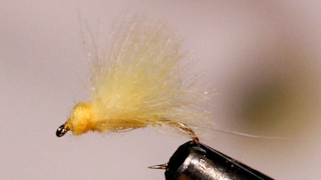 Dandy Reiner: Sulphur Dun