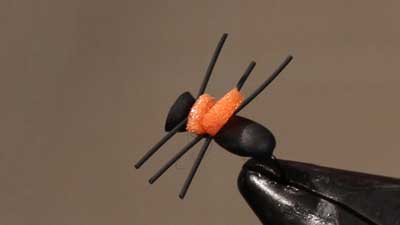 Jesse Riding: Rainy's Ant