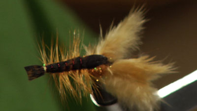 Josh Stanish: Biggie's IC Crayfish