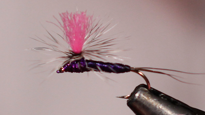 Dandy Reiner: Purple Haze