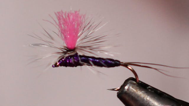 Dandy Reiner: Purple Haze