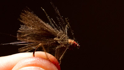 Dandy Reiner: Stock Body CDC Drake Dun