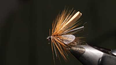 Tyler Dimond: Provo River Special