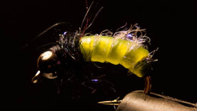 Willy Self: Larva Lace caddis