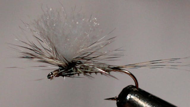 Dandy Reiner: Pink Lady