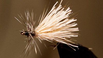 Kieran Frye: KC's Shaggy Caddis